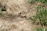 Sommerfest Baumberge 2010 280